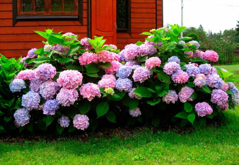 Бледно голубая гортензия