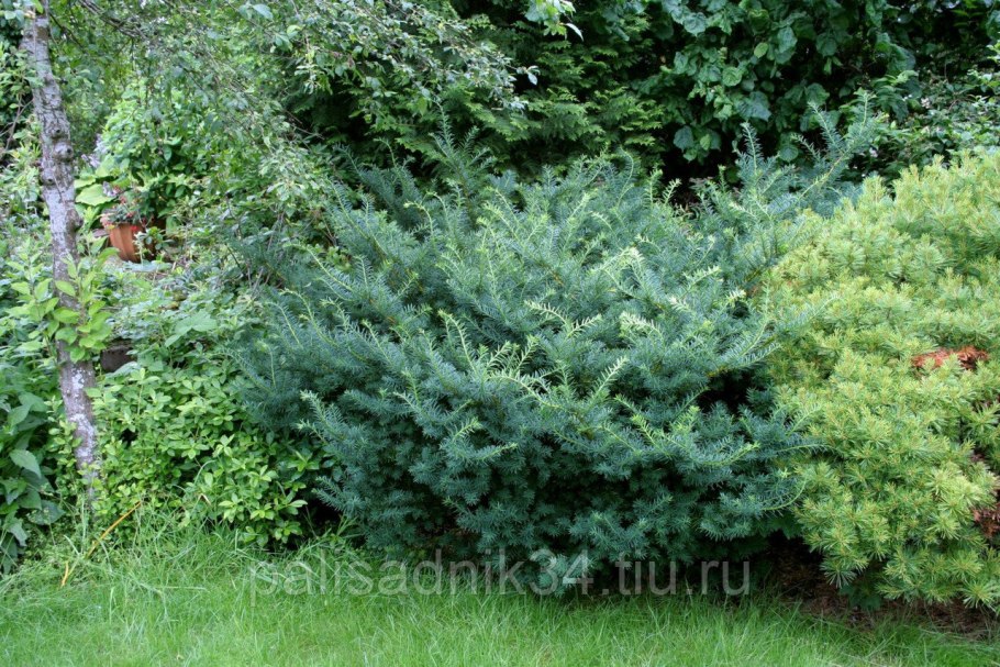 Тисс фармен Taxus x Media Farmen