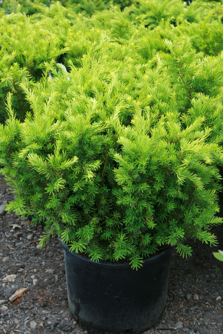 Тис средний Densiformis