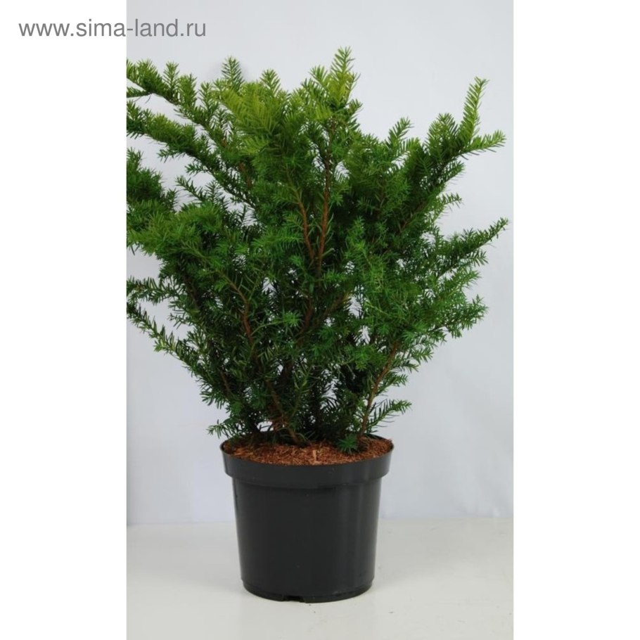 Тисс средний фармен