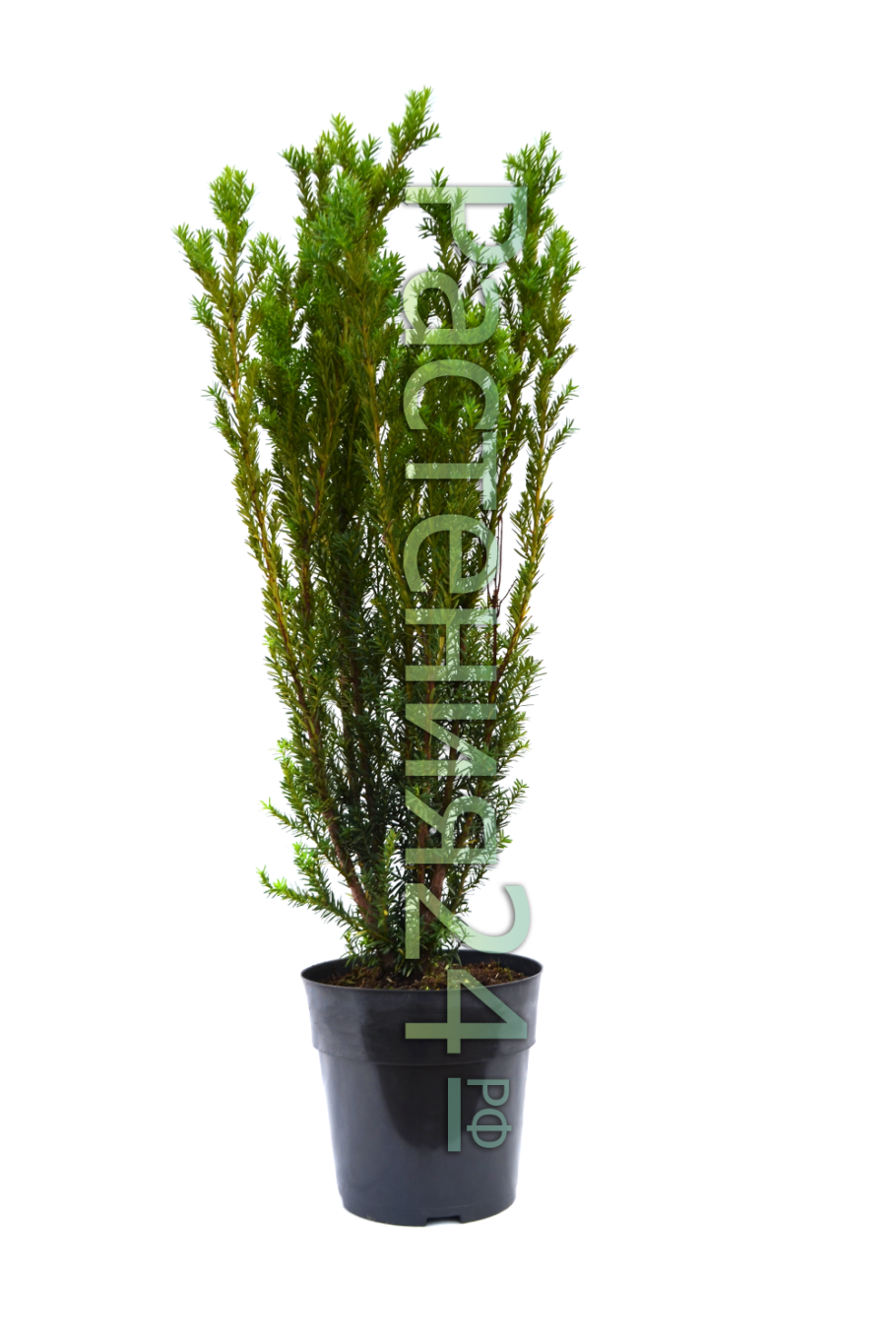 Тисс средний 'Farmen'