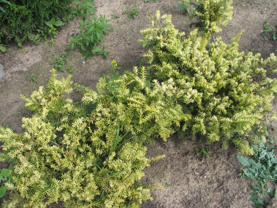 Тис Репанденс