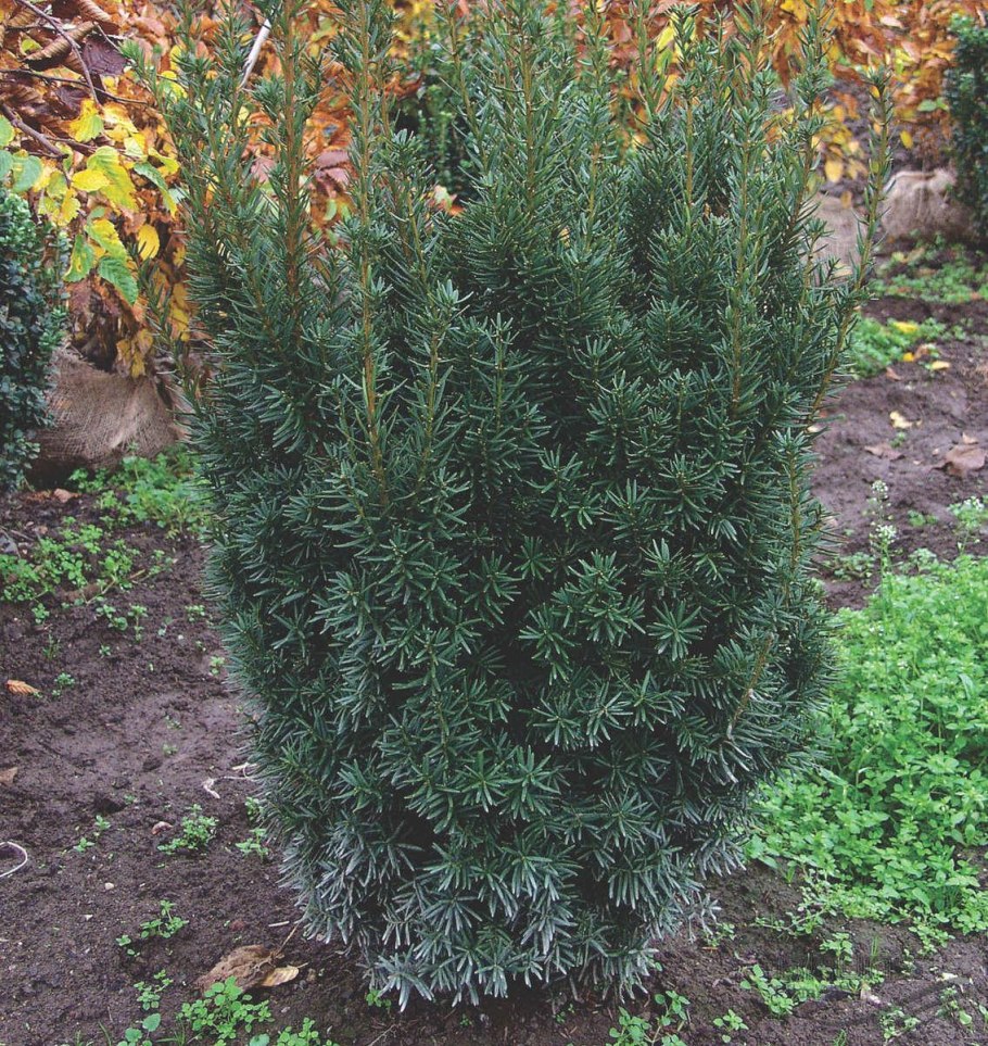 Тис средний Taxus Media Groenland