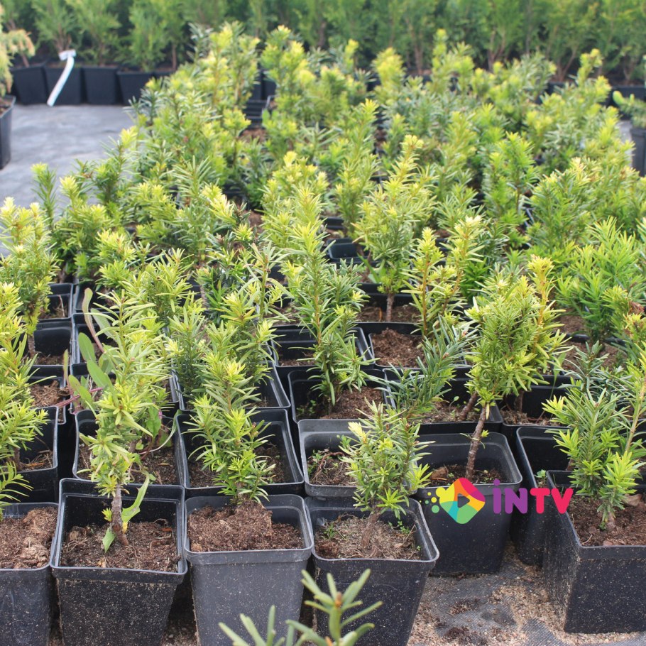 Тис средний (Taxus Media Hillii с3)