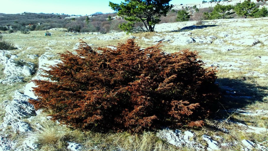 Тис средний Хикси