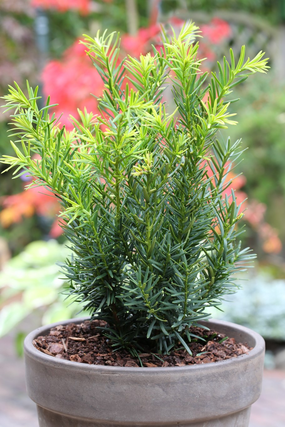 Тис средний фармен