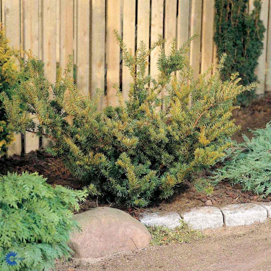 Тис средний фармен