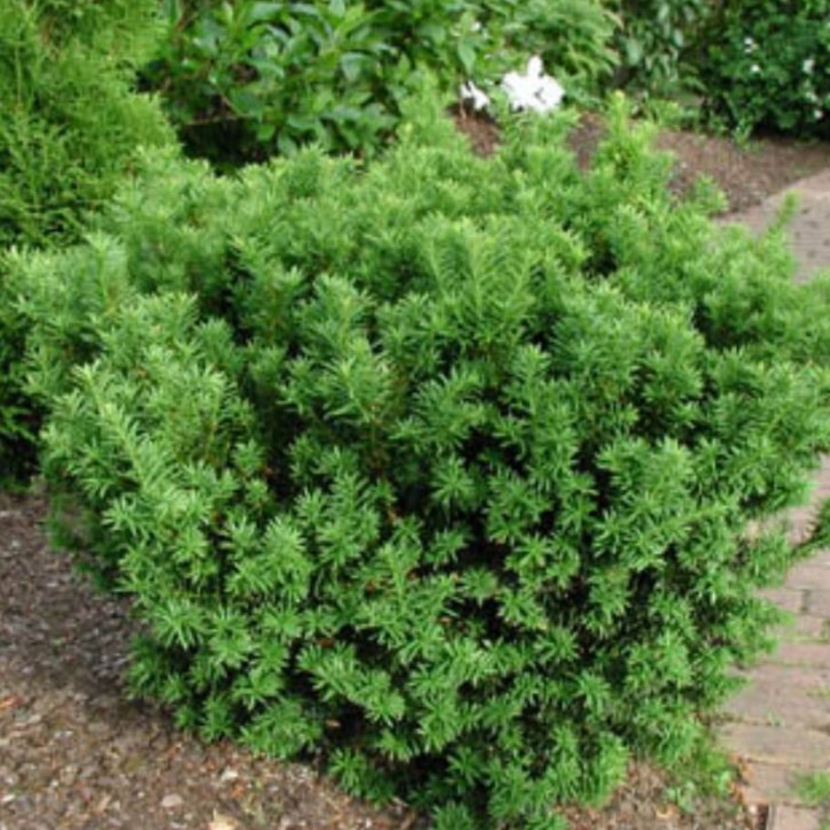 Тисс фармен Taxus x Media Farmen