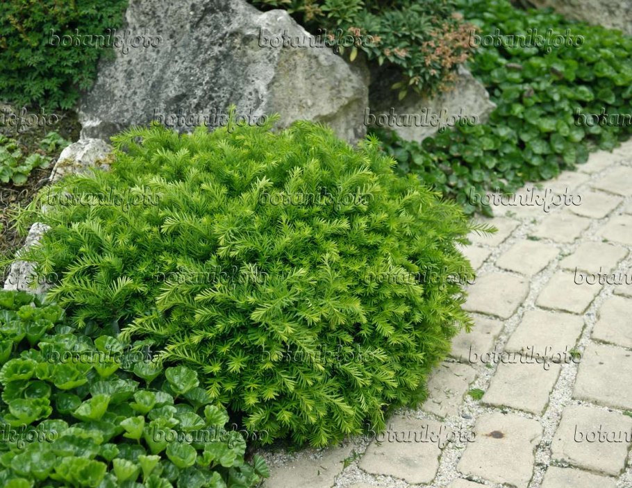 Фото можжевельника в высоком разрешении