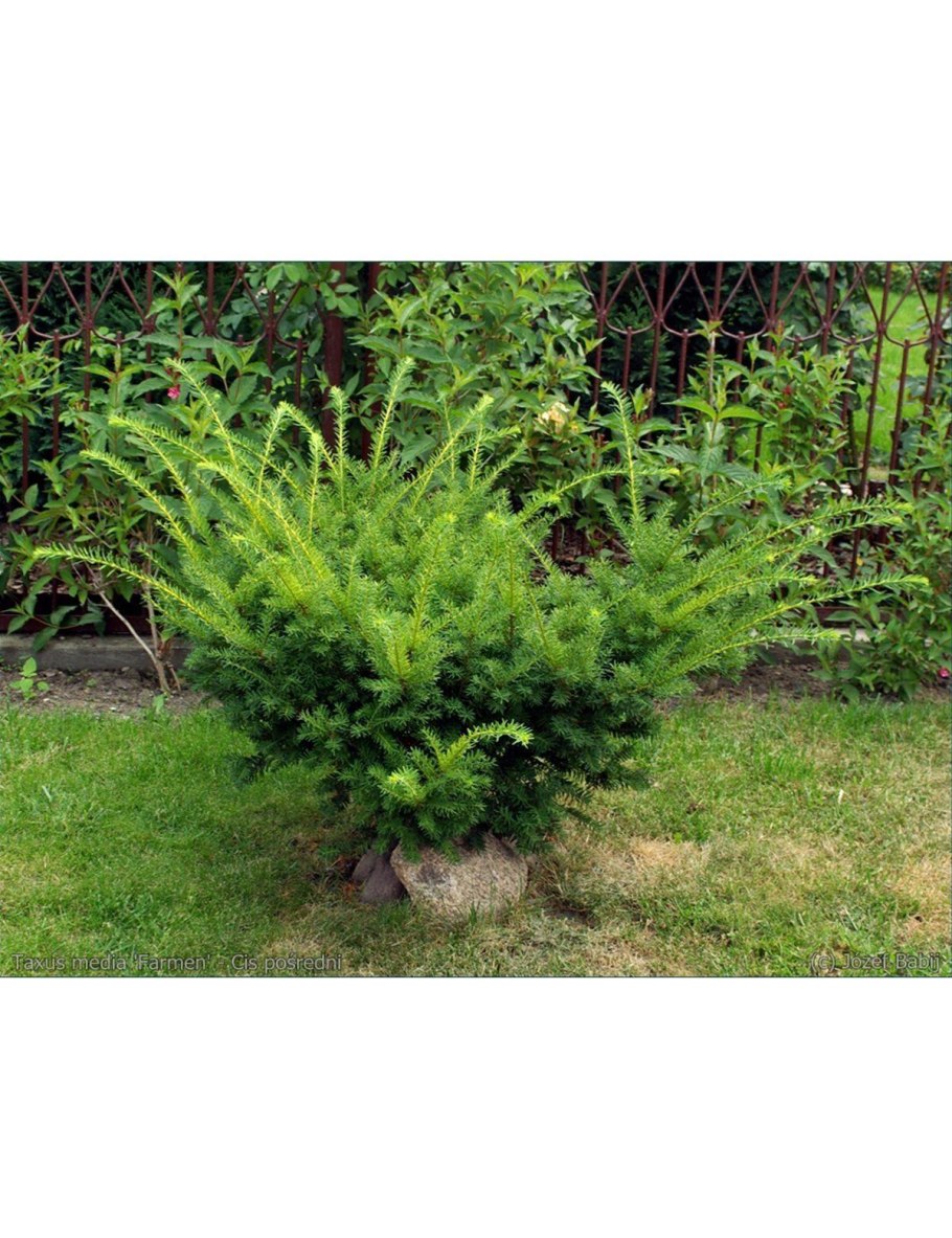 Тис средний Densiformis