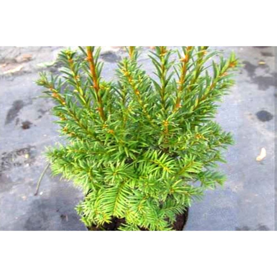 Арборетум хвойные