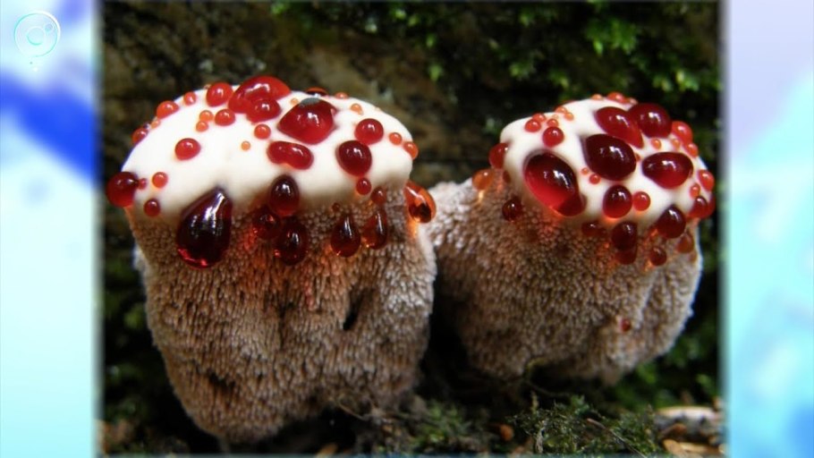 Самые необычные растения