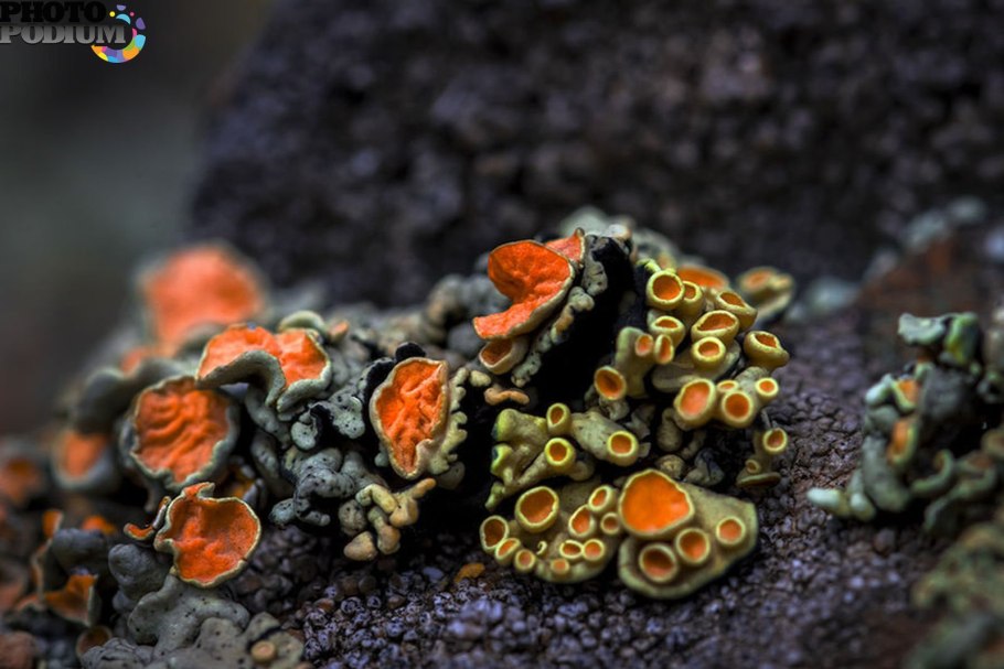 Ордовик лишайники