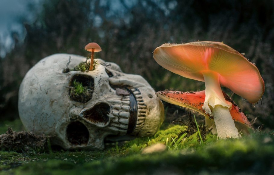 Гриб Amanita Jackson