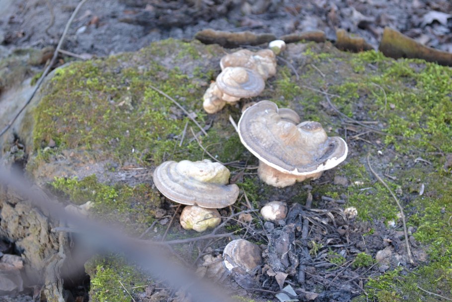 Грибы растущие на камнях