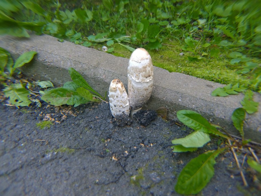 Грибы проросли сквозь асфальт