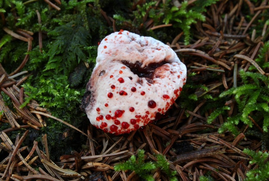 Ежовик кровоточащий / Hydnellum peckii