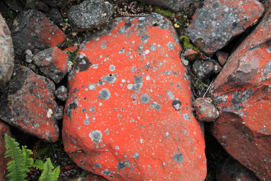 Плато Путорана лишайники