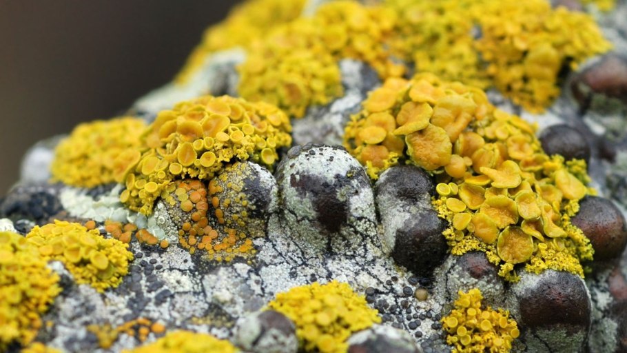 Желтый плесневелый гриб