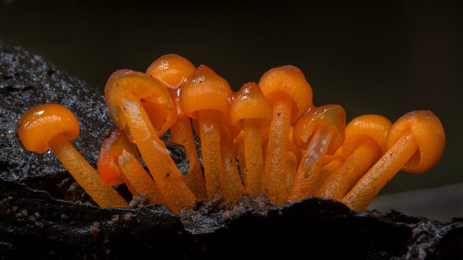 Разноцветные грибы