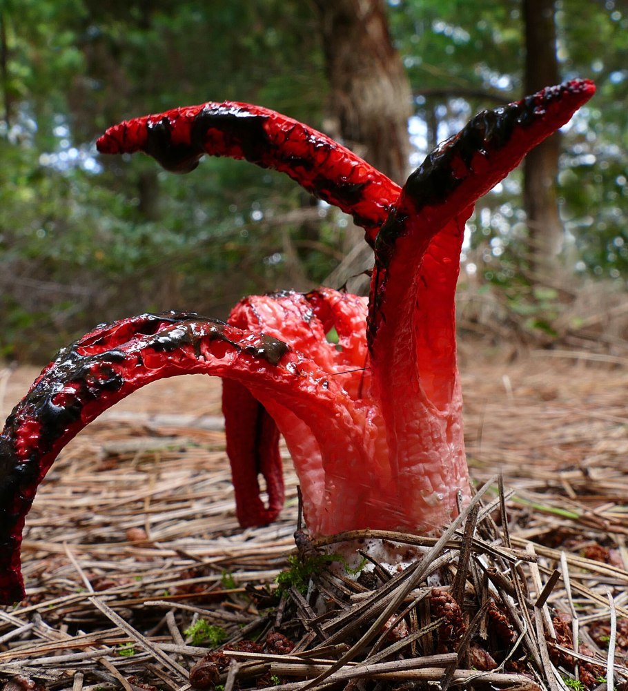 Антурус Арчера съедобный