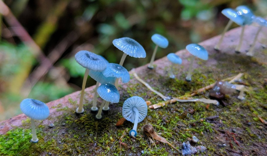 Гриб Mycena interrupta