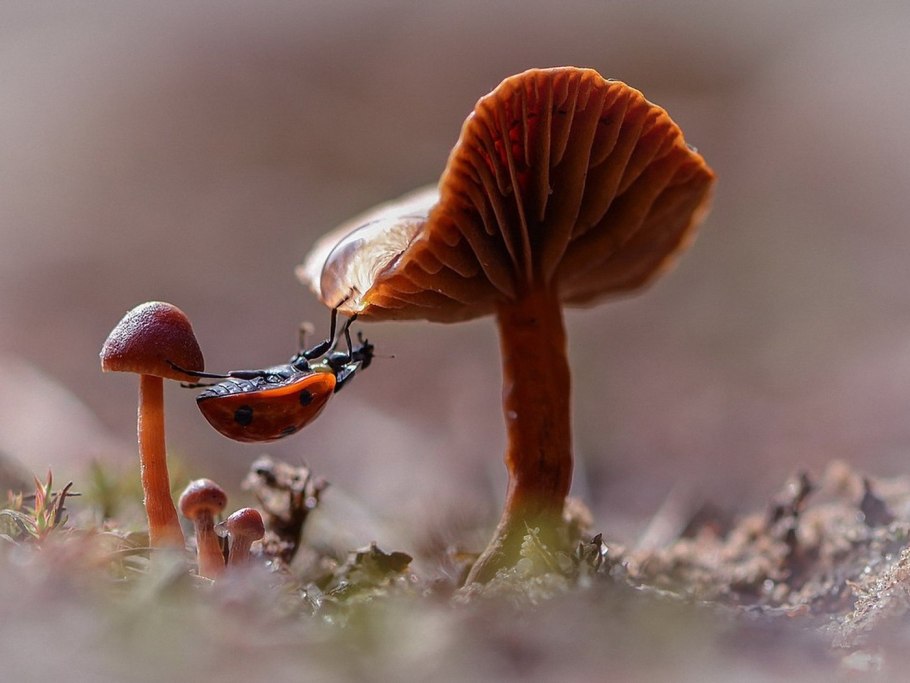 Макросъемка природа