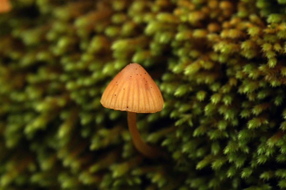 Грибы на камнях