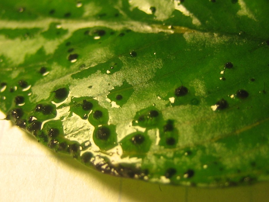 Диатомовые водоросли на листьях