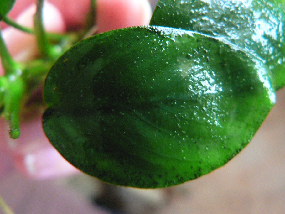 Хлороз аквариумных растений