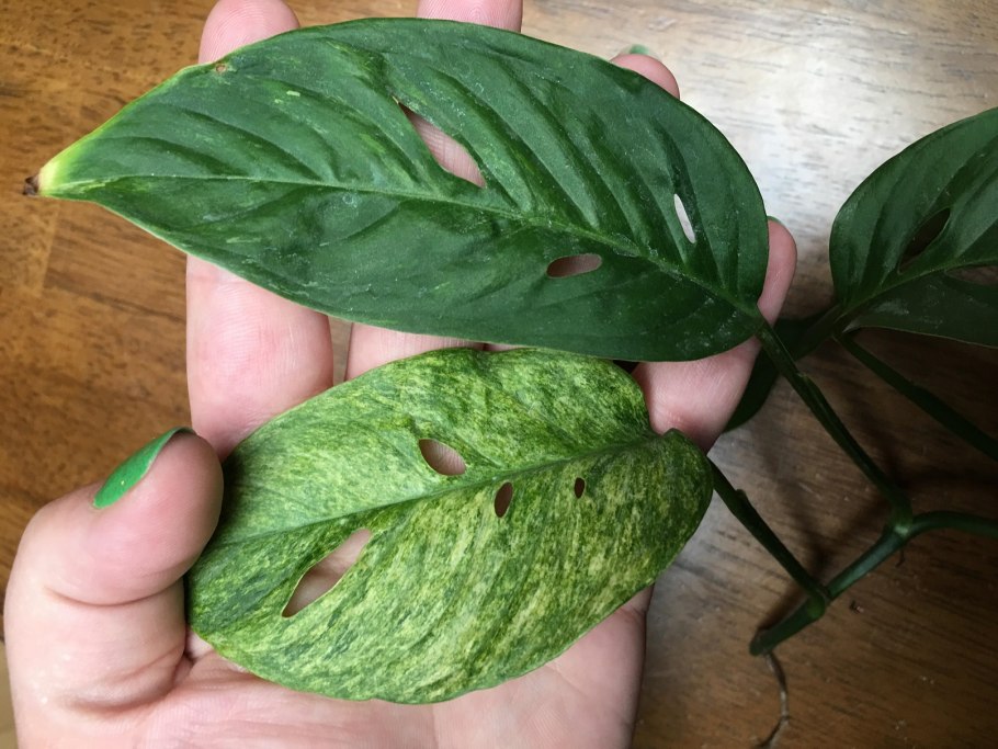 Анубиас Нана, куст