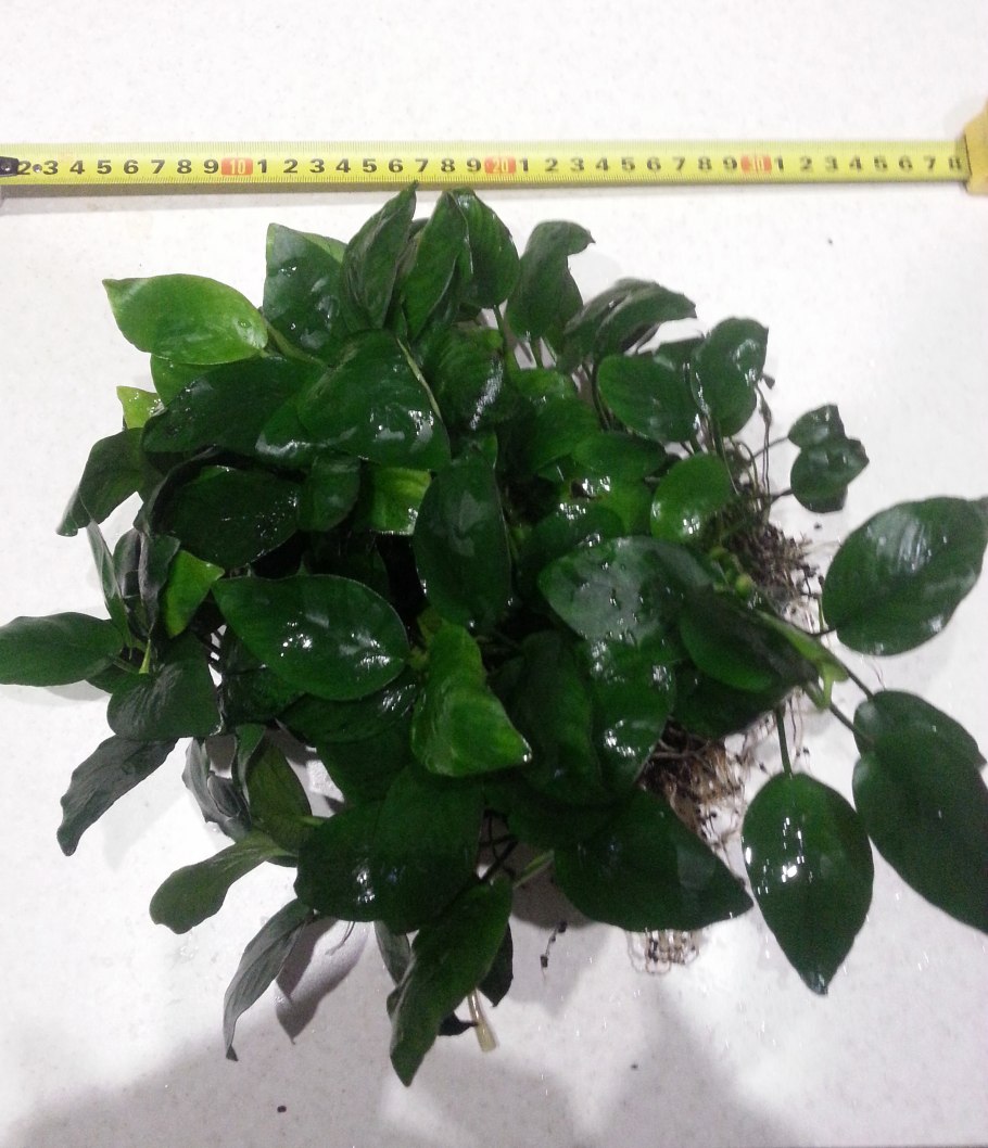 Коричневые пятна на листьях авокадо