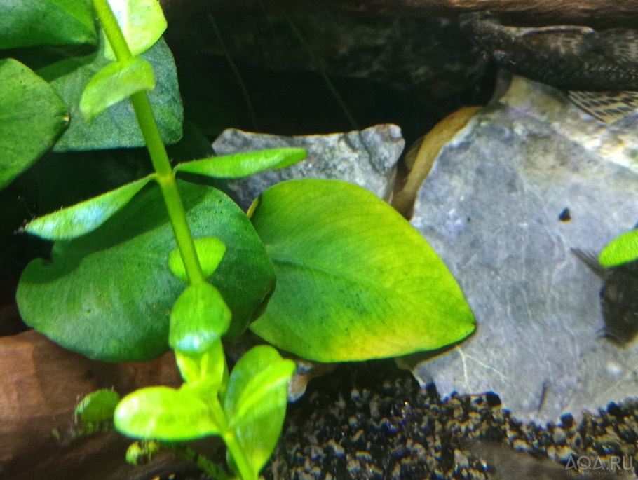 Анубиас аквариумное растение болезни