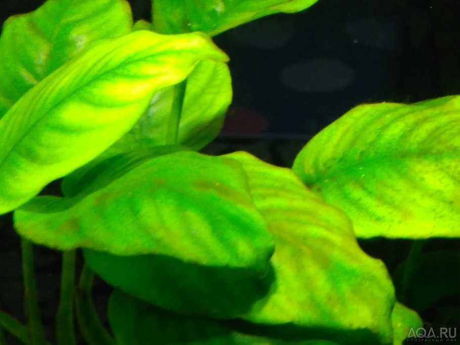 Хлороз монстеры