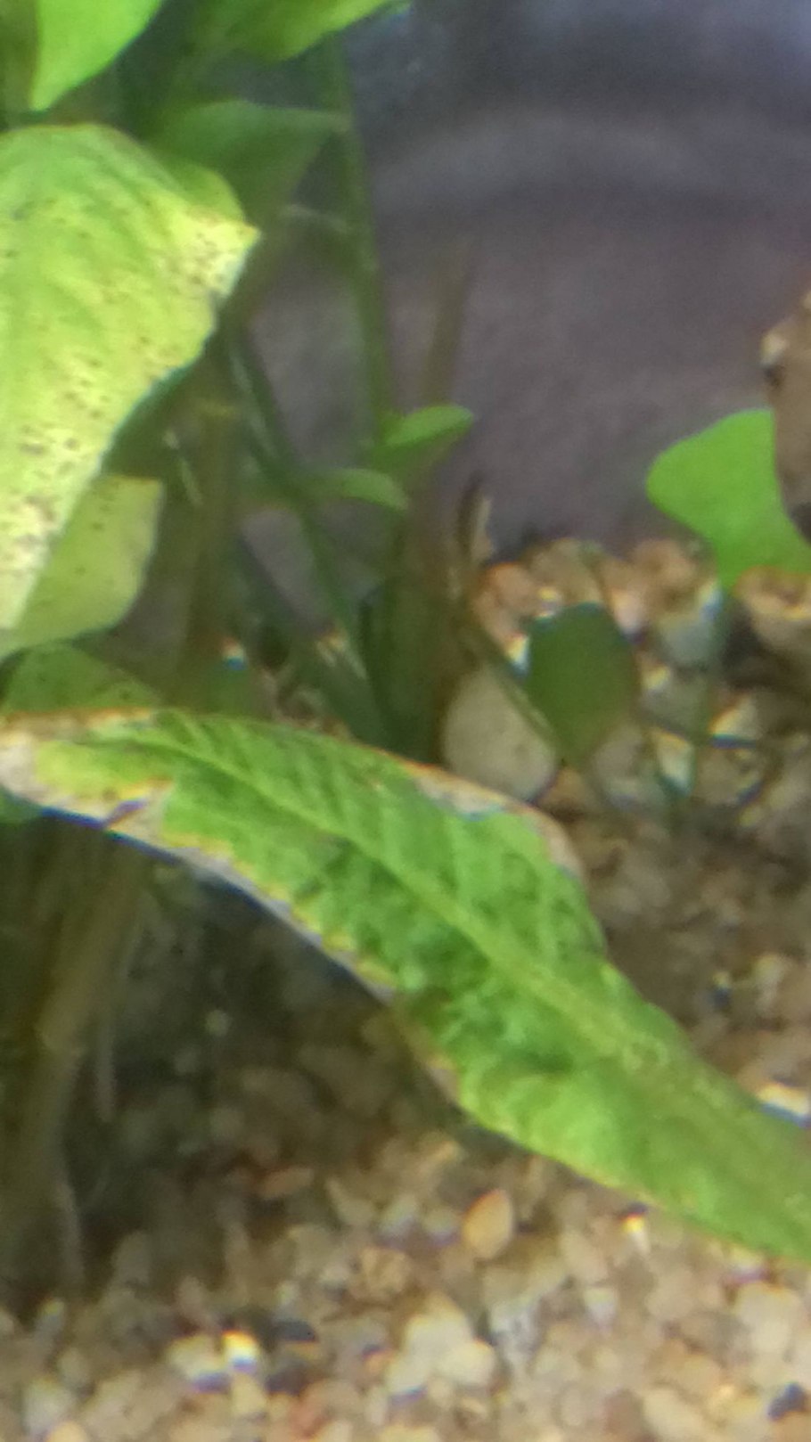 Анубиас Нана аквариумное растение