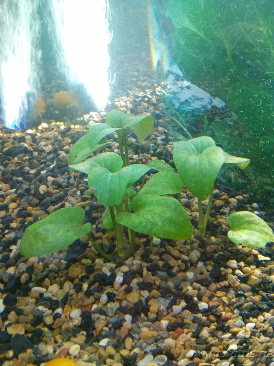 Болезни анубиаса в аквариуме
