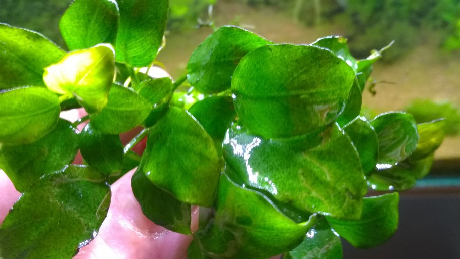 Аквариумное растение анубиас