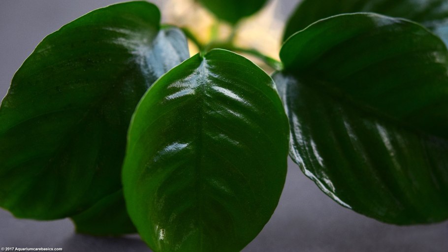 Церкоспороз фикуса