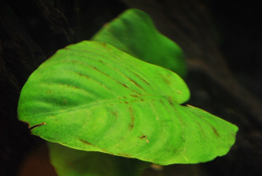 Анубиас коричневые пятна