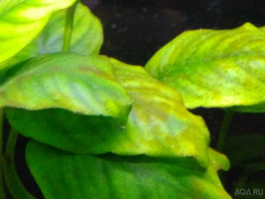 Анубиас золотой