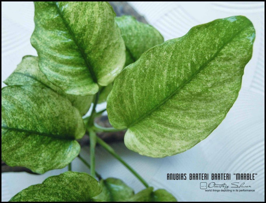 Коричневеют листья анубиаса в аквариуме