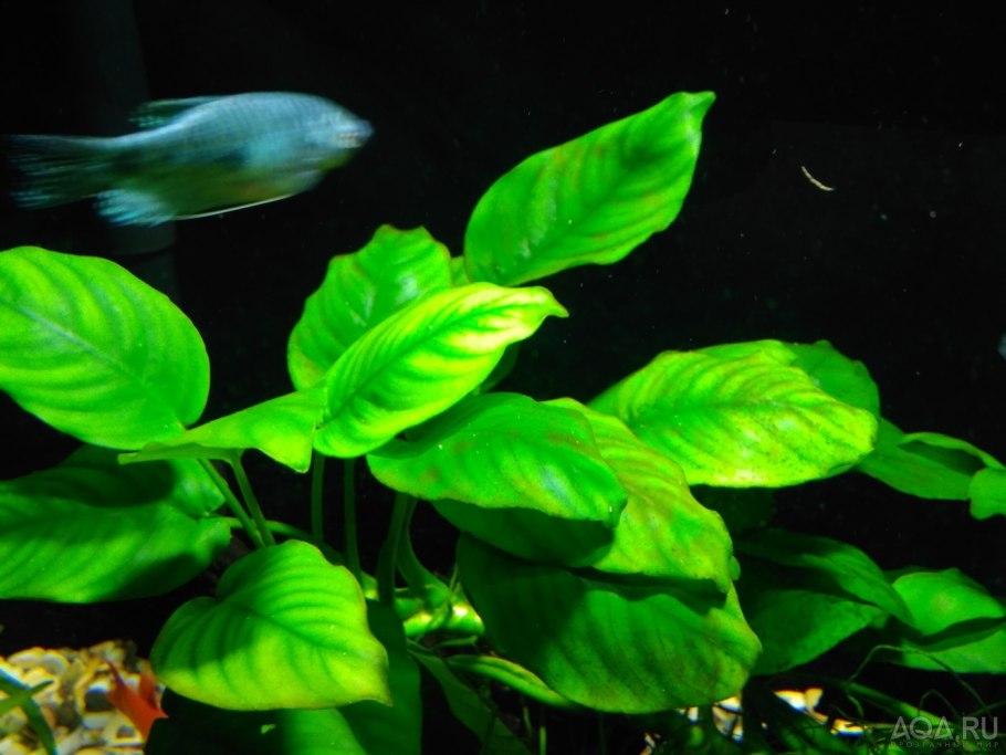 Аквариумное растение анубиас
