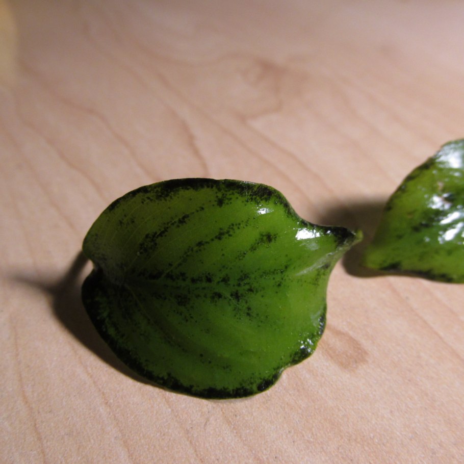 Анубиас цветет