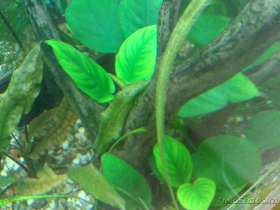 Болезни анубиаса Нана с фото