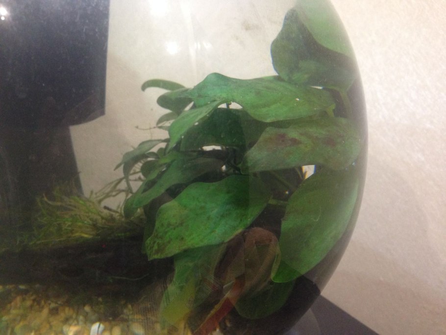 Хлороз у анубиаса