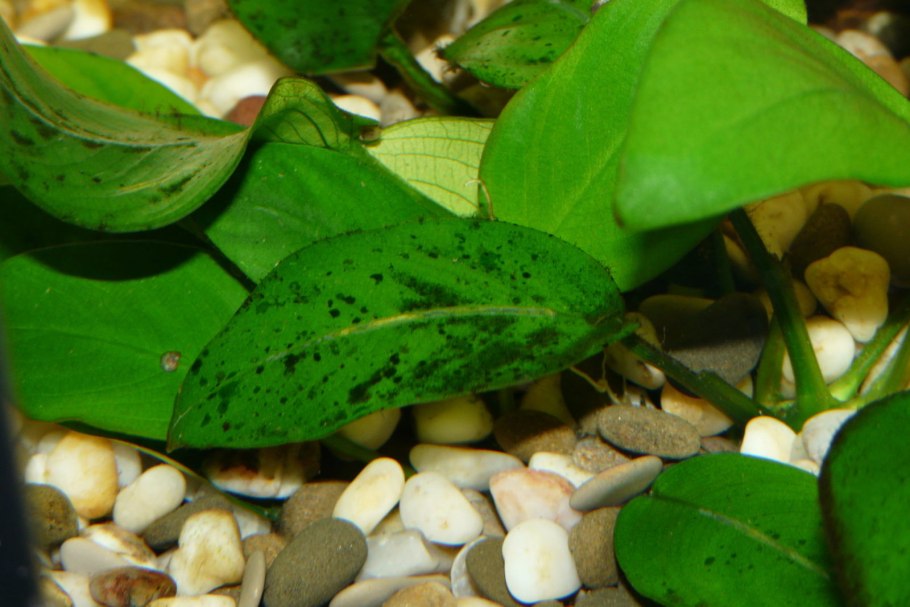 Анубиас Драконий коготь