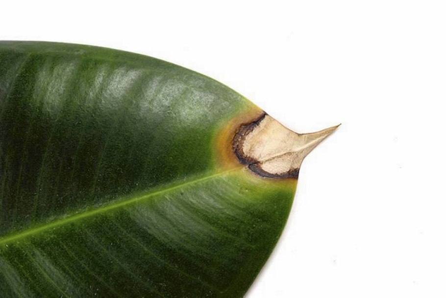 Maesobotrya barteri фото и видео