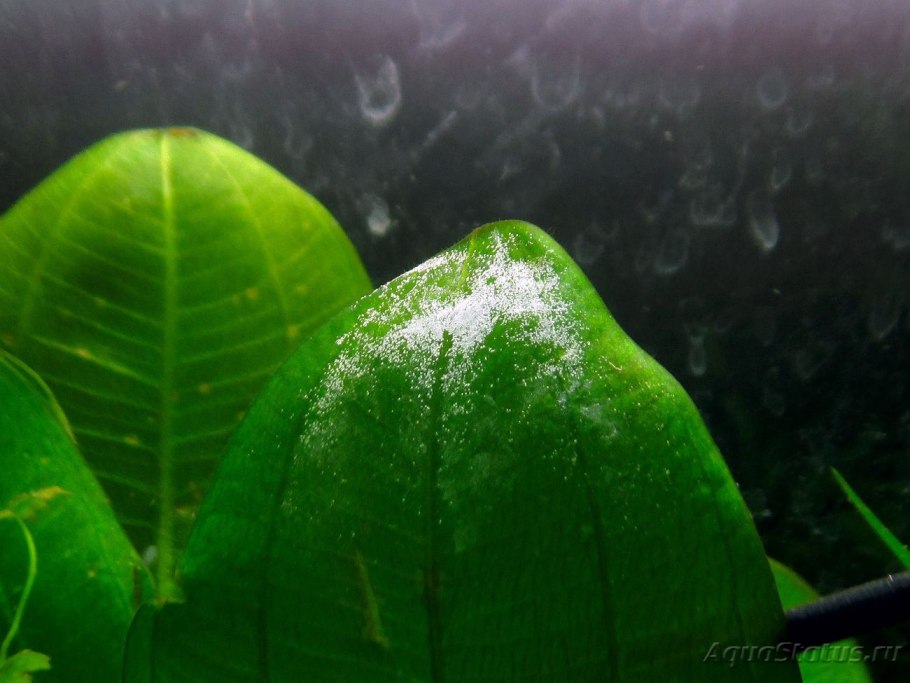 Аквариумное растение