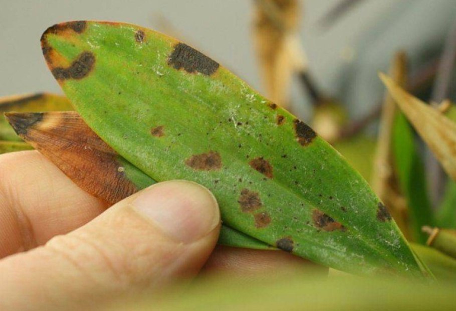 Диатомовые водоросли на растениях в аквариуме