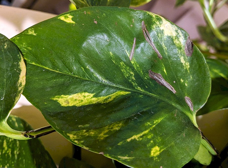 Philodendron domesticum